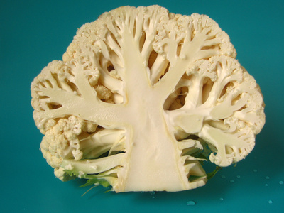 cervello stimoli cibo